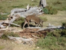 gal/Corsica/Jour_11/_thb_DSC01429.JPG