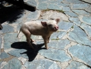 gal/Corsica/Jour_11/_thb_DSC01440.JPG