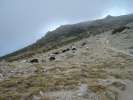 gal/Corsica/Jour_12/_thb_DSC01511.JPG