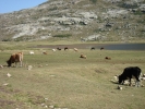 gal/Corsica/Jour_7/_thb_DSC01107.JPG