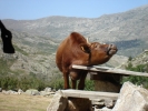 gal/Corsica/Jour_7/_thb_DSC01143.JPG